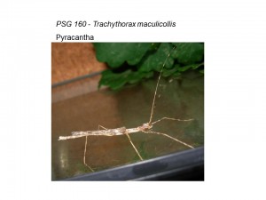 PSG 160 Trachythorax maculicollis adult female