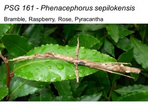 PSG 161 Phenacephorus sepilokensis adult female