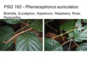 PSG 162 Phenacephorus auriculatus adult pair
