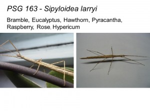 PSG 163 Sipyloidea larryi adult female