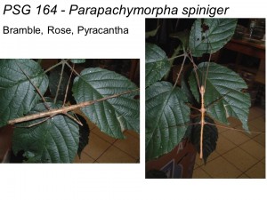 PSG 164 Parapachymorpha spiniger adult pair