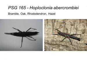 PSG 165 Hoploclonia abercrombiei adult pair