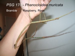 PSG 170 Phanocloidea muricata adult pair