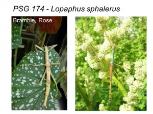 PSG 174 Lopaphus sphalerus female and male