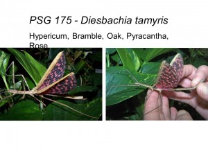 PSG 175 Diesbachia tamyris adult female and male