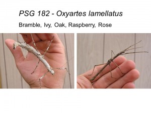 PSG 182 Oxyartes lamellatus adult female and male