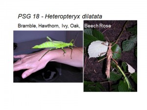PSG 18 Heteropteryx dilatata female and male adults