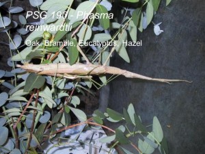 PSG 190 Phasma reinwardtii adult pair mating