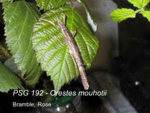 PSG 192 Orestes mouhotii adult female