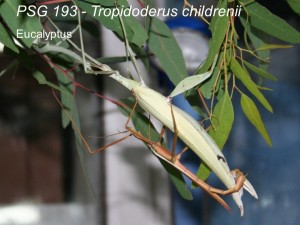 PSG 193 Tropidoderus childrenii adult pair mating