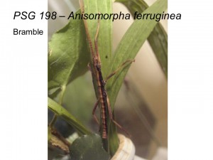 PSG 198 Anisomorpha ferruginea adult male