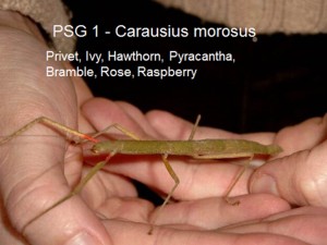 PSG 1 Carausius morosus adult female