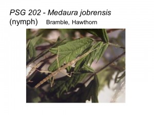 PSG 202 Medaura jobrensis adult female