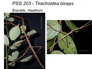 PSG 203 Tirachoidea biceps adult male and female