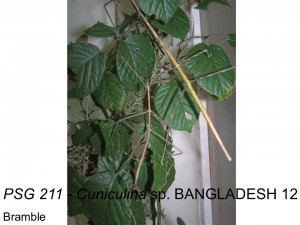PSG 211 Cuniculina sp. "BANGLADESH 12" adult pair
