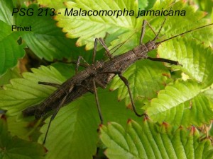 PSG 213 Malacomorpha jamaicana adult pair mating