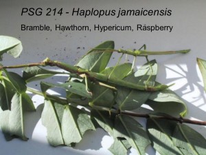PSG 214 Haplopus jamaicensis adult pair