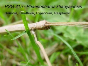 PSG 215 Phaenopharos khaoyaiensis adult female