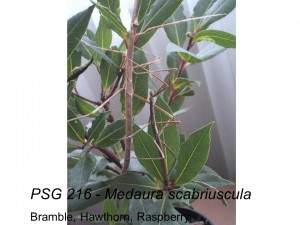 PSG 216 Medaura scabriuscula adult pair