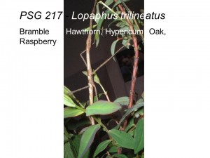 PSG 217 Lopaphus trilineatus adult female