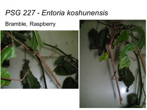 PSG 227 Entoria koshunensis adult male and female