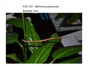 PSG 232 Mithrenes panayensis adult female