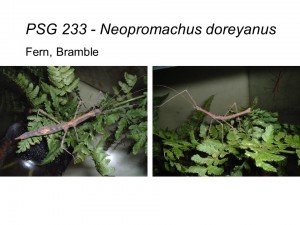 PSG 233 Neopromachus doreyanus adult male and female