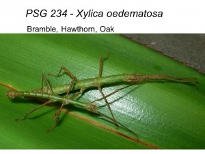 PSG 234 Xylica oedematosa adult pair