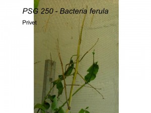 PSG 250 Bacteria ferula adult pair mating