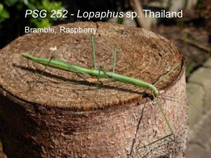 PSG 252 Lopaphus sp. Thailand adult female