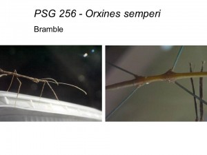 PSG 256 Orxines semperi nymph and adult