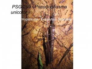 PSG 259 Pseudophasma menius adult pair mating