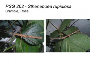 PSG 262 Stheneboea repudiosa adult male and female