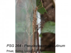 PSG 264 Pseudophasma velutinum adult pair mating
