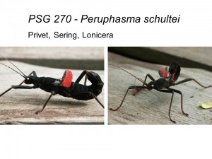 PSG 270 Peruphasma schultei adult male and female