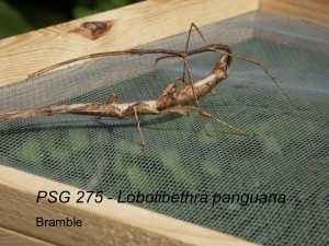 PSG 275 Lobolibethra panguana adult pair mating