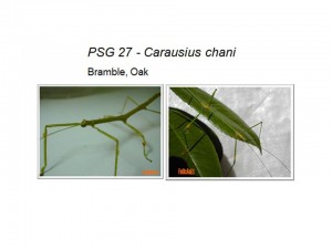 PSG 27 Carausius chani adult female and male