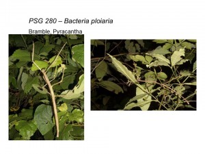 PSG 280 Bacteria ploiaria adult male and female