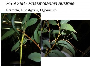 PSG 288 Phasmotaenia australe adult male and female
