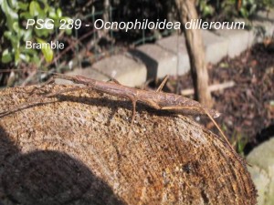 PSG 289 Ocnophiloidea dillerorum adult female