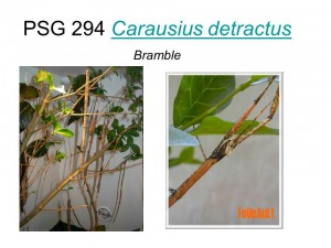 PSG 294 Carausius detractus adult males and females