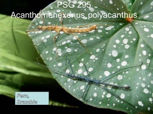 PSG 295 Acanthomenexenus polyacanthus adult pair