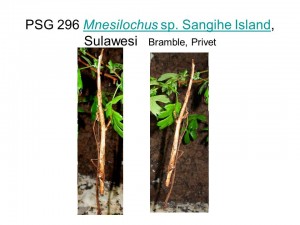 PSG 296 Mnesilochus sp. Sangihe Island adult pair mating