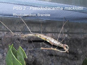 PSG 2 Pseudodiacantha macklottii adult pair mating