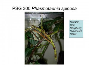 PSG 300 Phasmotaenia spinosa adult pair mating