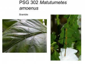 PSG 302 Matutumetes amoenus adult male and female
