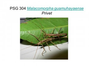 PSG 304 Malacomorpha guamuhayense adult pair mating