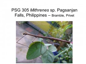 PSG 305 Mithrenes sp. Pagsanja Falls adult female