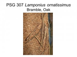 PSG 307 Hypocyrtus ornatissimus on Oak