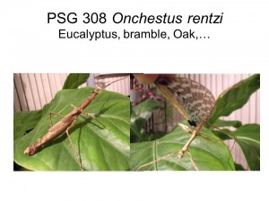 PSG 308 Onchestus rentzi female
